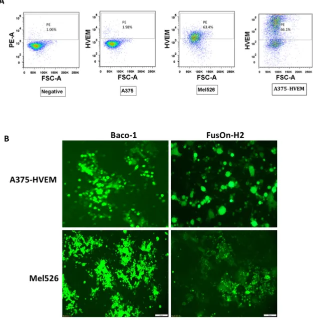 Figure 3: Transduction of HVEM to A375 cells allow both Baco-1 and FusOn-H2 entry and spread