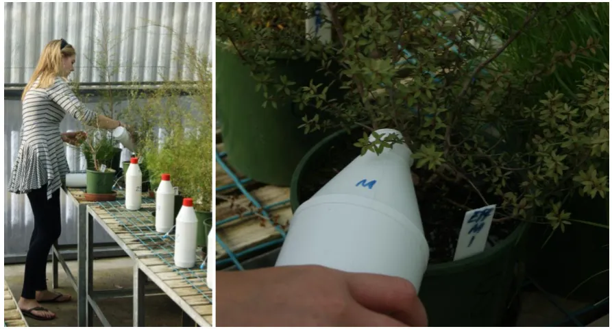 Figure 3.7 Effluent application to pots, 26-30 April 2012. 