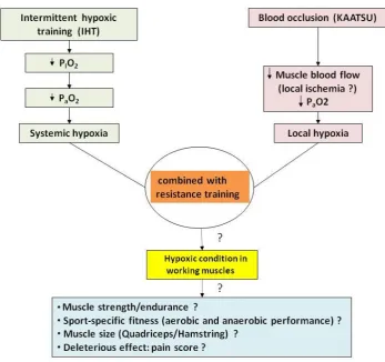 Figure 1.3 The likely mechanisms and effects of intermittent hypoxic training (IHT) and 