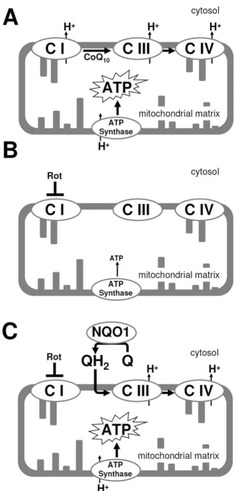 Figure 7. Schematic representation of NQO1-dependent cyto-