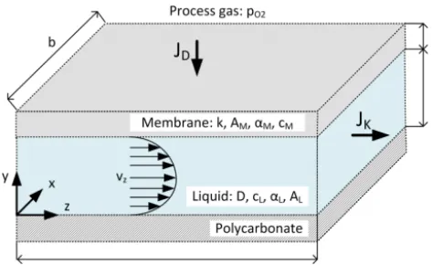 Figure 5. Model of the oxygenator.