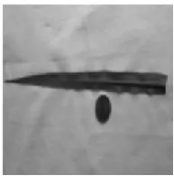 Fig. 1 Sugarcane Leaf with One Rupees Coin as a Reference Object 