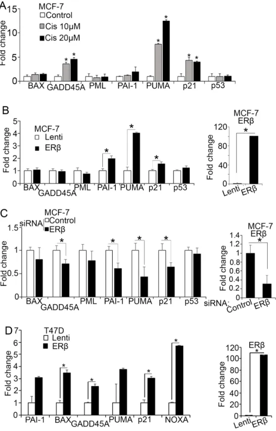 Figure 1: ERβ increases p53 transcriptional activity.  (A) MCF-7 cells were left untreated (Control) or treated with 10 μM or 20  μM cisplatin for 24 hours and mRNA expression of p53 target genes was analyzed by real-time PCR