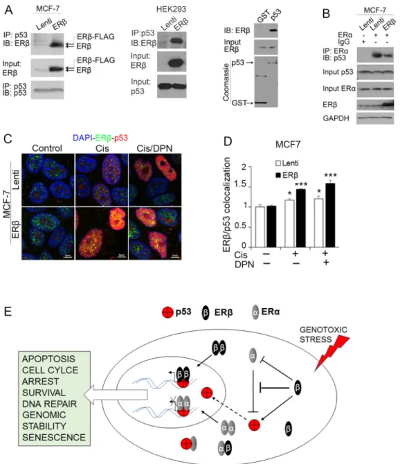 Figure 5: ERβ interacts with wild-type p53.  (A) Left: Co-immunoprecipitation of p53 showing ERβ interaction with p53 in control  (Lenti) and ERβ-expressing (ERβ) MCF-7 cells
