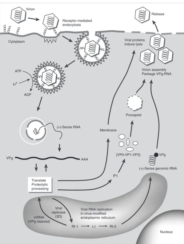 Fig. 15.3 The poliovirus replication cycle. The schematic representation is broken into discrete steps