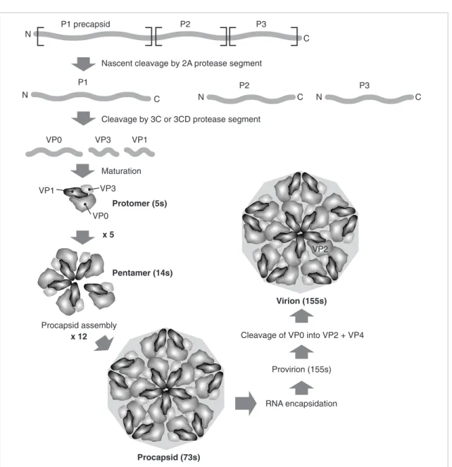 Fig. 15.4 The steps in the assembly of the poliovirus virion. Precursor proteins associate to form 5s protomers, which then assemble to form pentamers.