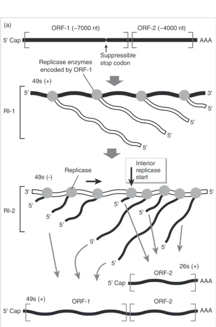 Fig. 15.8 a. The replication of Sindbis virus genome, and generation of the subgenomic 26s mRNA