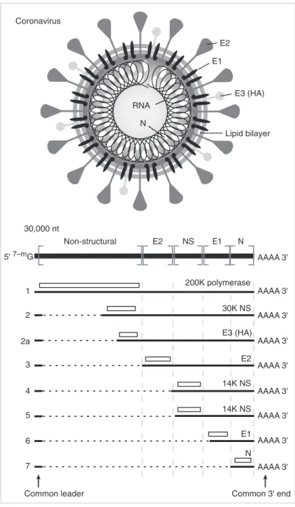 Fig. 15.9 A schematic representation of the coronavirus virion.