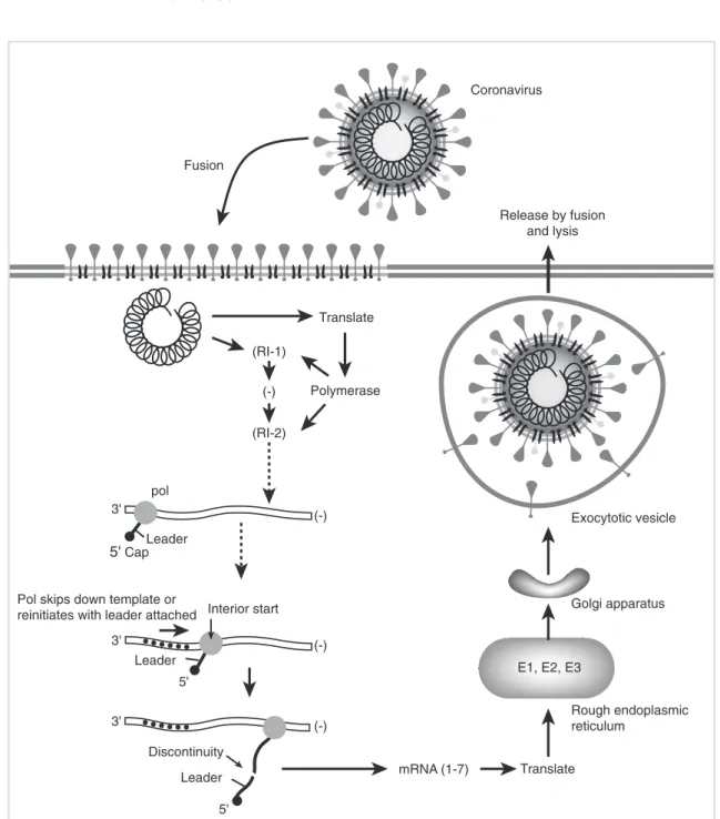 Fig. 15.10 The replication cycle of a coronavirus. Replication is entirely cytoplasmic