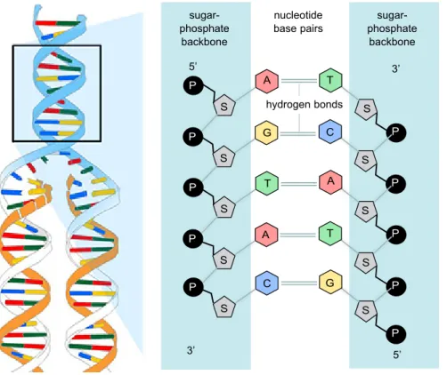 Figure 9. DNA replication  takes place in a 5’ to 3’ 