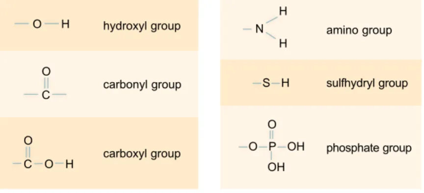 Figure 2. Functional groups are groups of atoms that attach to carbon backbones. 
