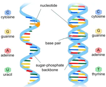 Figure 4. A DNA nucleotide is made of a five-carbon sugar  ring, a phosphate group, and a nitrogen base