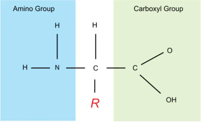 Figure 6. An amino acid consists of an amino group, a hydrogen   atom, a carboxyl group, and the variable R group.
