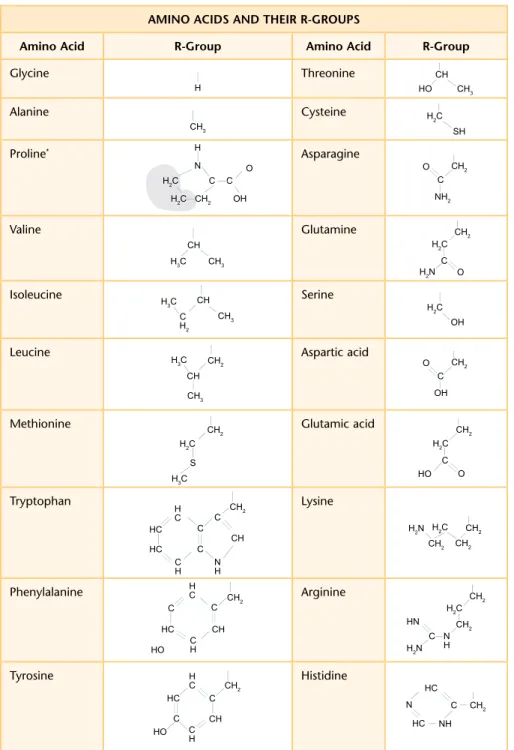 Figure 7. R groups attach to  the central atom of an amino  acid molecule. The bond  location on each R group is  represented by a single-sided  bond