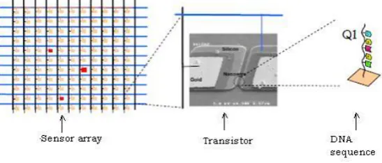 Figure 3. Nanosensor Array and DNA sensor [23]  