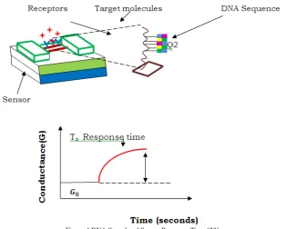 Figure 4 DNA Strand and Sensor Response Time [23]  