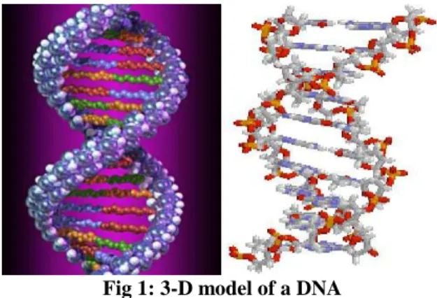 Fig 1: 3-D model of a DNA 