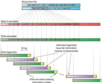 Fig 4: Digital information encoding in DNA. 