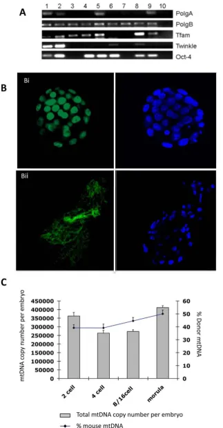Figure 5. Analysis of pluripotent and mtDNA replication factors and mtDNA content in mtDNA-depleted, ESC supplemented-iSCNTembryos