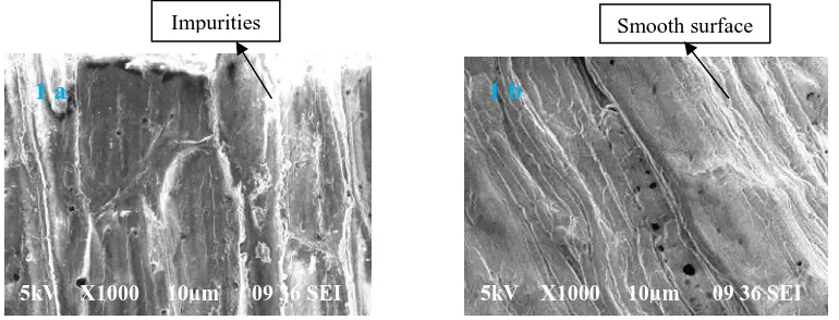 Fig.  1 a & b - SEM micrographs of raw and alkali treated Borassus fruit fiber 
