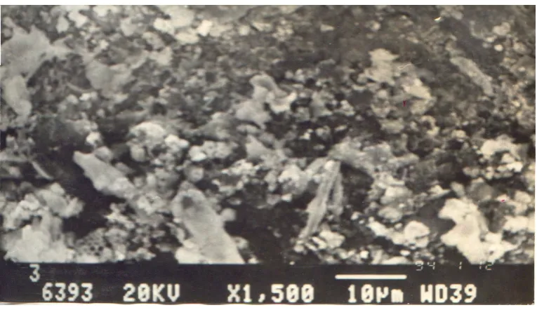 Fig.4 Scanning electron micrograph of Kieselguhr particles 