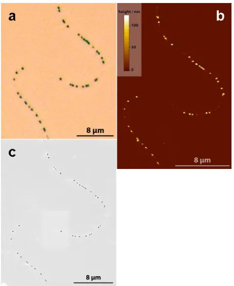 Figure 1 Microscopy images of Pt-NPs on a single carbon nanotube on a SiO2 substrate. a, Optical microscopy