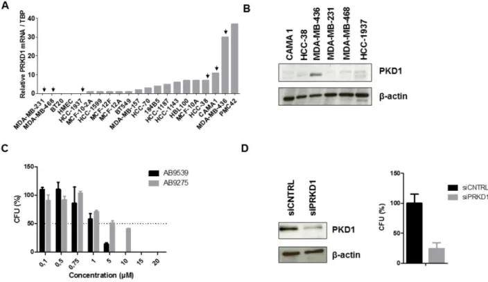Figure 2: Effect of PKD1 inhibition in TNBC cells.  (A) PRKD1 mRNA levels in 21 TNBC cell lines