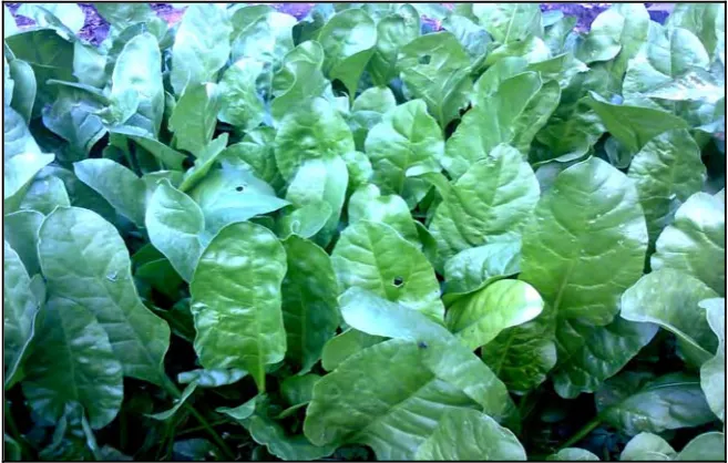 Fig. 2  