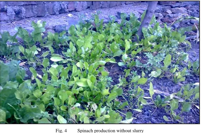 Fig. 4 Spinach production without slurry 