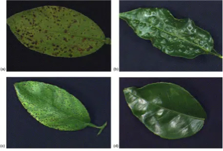 Figure 1: Images of various classes of leaf (a) Melanose (b) Scab (c) Greasy spot (d) Normal leaf