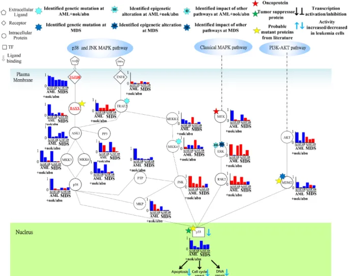 Figure 6: Transductivity sensitivity, error sensitivity, and basal sensitivity of the coupled pathways contributing to the  loss of transductivity of p53 at AML+nok/abn and MDS cells when comparing to the normal type