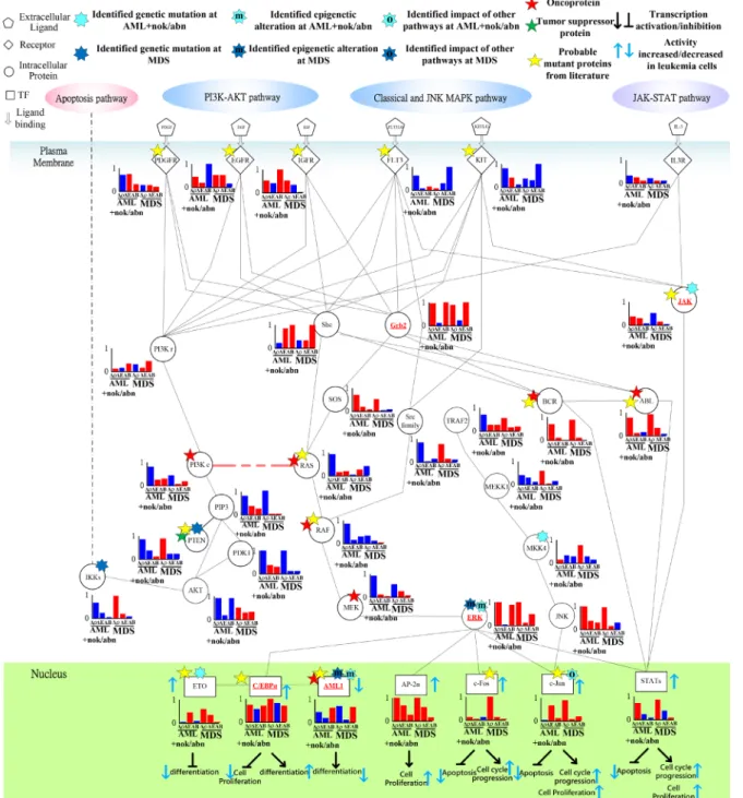 Figure 7: Transductivity sensitivity, error sensitivity, and basal sensitivity of the coupled pathways contributing to  gain of transductivity of STATs and C/EBPα at AML+nok/abn and MDS cells when comparing to the normal type.
