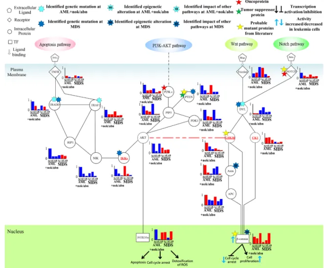 Figure 9: Transductivity sensitivity, error sensitivity, and basal sensitivity of the coupled pathways associated with  β-catenin and FOXO3a at AML+nok/abn and MDS cells when comparing to the normal type
