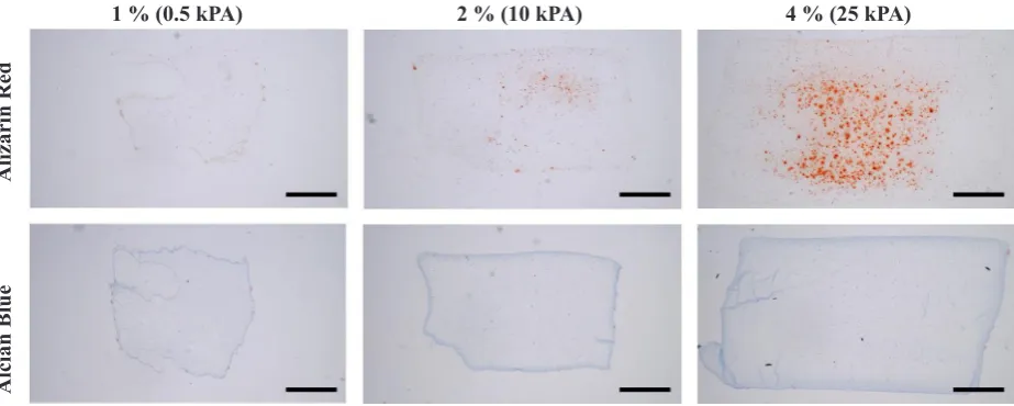 Fig. 1. Representative alcian blue and picro-sirius red images of MSCs cultured in a 16 % FBS permissive media (scale bars = 1 mm).
