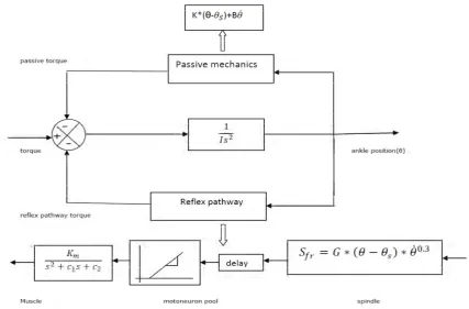 Fig 1: Model of reflex pathway used to simulate clonus. 
