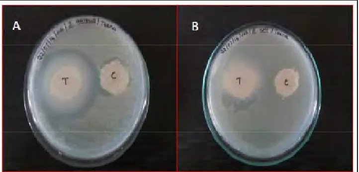 Figure 4: Antibacterial activity of fabric coated with TiO2 nanoparticles: A- S.aureus; B-E.coli; T-Nanoparticles treated fabric; C- untreated fabric 