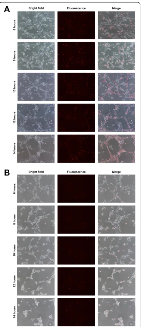 Figure 8 Endothelial expression following EPC transplantation.(A) VEGFR2, (B) VE-cadherin and (C) CD31 expression in 50% and10% transplantation assays, relative to expression in 60% confluentECs