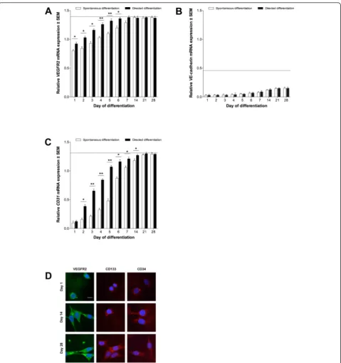 Figure 4 Endothelial differentiation of stem cells. (A) VEGFR2, (B) VE-cadherin and (C) CD31 expression in ESCs, relative to 60% confluent ECs(± SEM; n = 3)