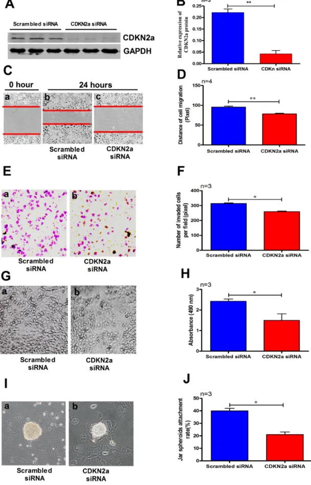 Figure 7:  Treating IK cells with CDKN2a siRNA significantly reduced the expression level of CDKN2a (A–B)