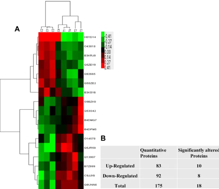 Figure 1: The statistic of the proteins identified in IK cells.  (A) The number of identified proteins