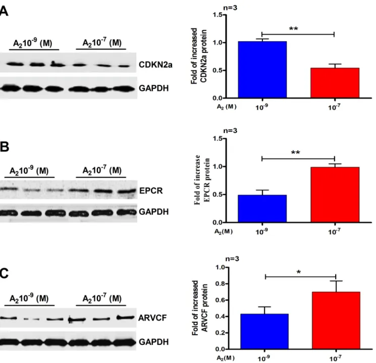 Figure 4: Validation of the differential expression of three selected proteins by Western blots analysis