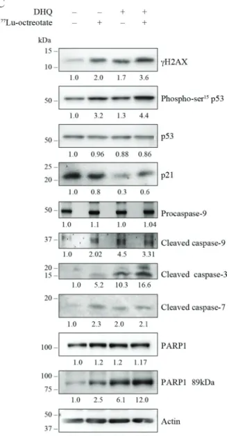 Figure 4: Effect of  177 Lu-octreotate and PARPi on NCI-H727 cell monolayers.  (A) PARPi augments the  177 Lu-octreotate-