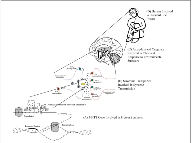 Figure 4. Mechanisms involved in the production of depression. (A) Protein synthesis at the molecular level