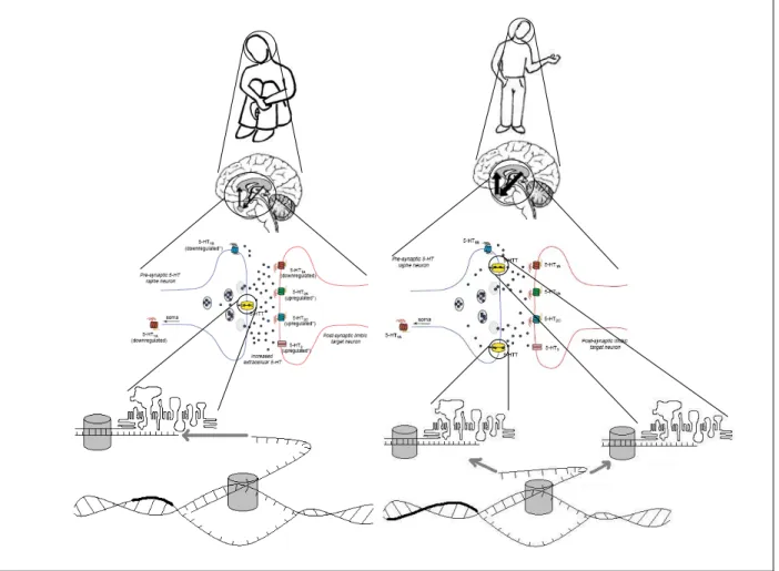 Figure 5. Difference mechanisms involved in the production of major depression.