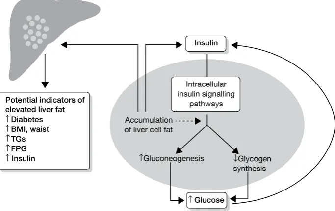 FIGURE 1 The effects and potential clinical indicators of accumulating liver fat. The presence of ectopic fat in the liver cell leads to hepatic insulin resistance following the accumulation of intracellular lipid by-products, which leads to disturbed gluc