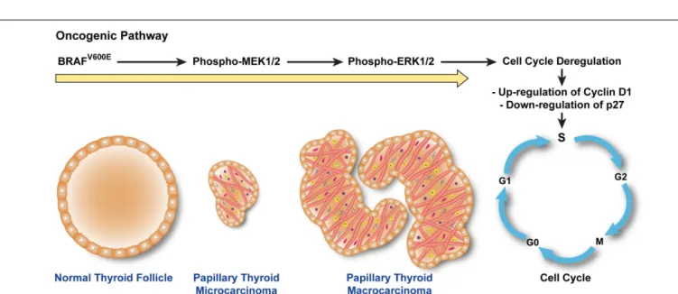 FIGURE 2 | BRAF V600E triggers a cascade that leads to human papillary thyroid microcarcinoma (PTMC) proliferation