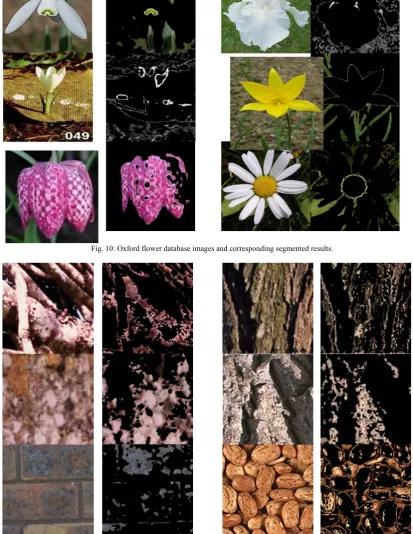 Fig. 10: Oxford flower database images and corresponding segmented results. 