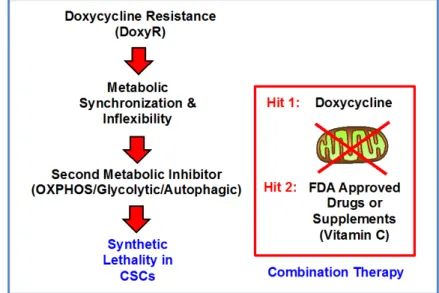Figure 8: A two-hit synthetic lethal strategy for eradicating DoxyR CSCs.  Here, we outline a new therapeutic strategy for  targeting CSCs