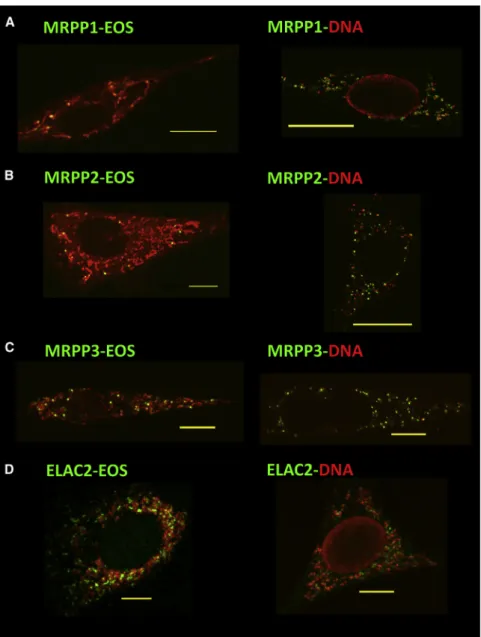 Figure 1. RNase P and ELAC2 Are Localized Near mtDNA Nucleoids, Where They Can Initiate Processing of Primary Transcripts (A–D) Open reading frames for mouse MRPP1 (A), MRPP2 (B), MRPP3 (C), and ELAC2 (D) were cloned in pGS-Eos, and expression of fusion pr