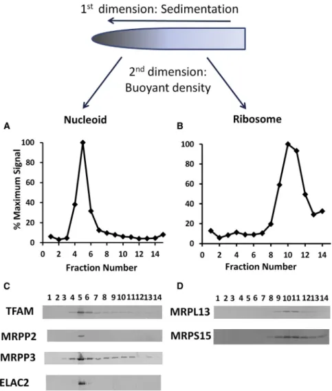 Figure 3. RNase P and ELAC2 Are Persis- Persis-tently Associated with mtDNA Nucleoids (A and B) Fraction 1 from the glycerol gradient in Figure 2 containing mtDNA nucleoids, and pooled fractions 7–11, enriched in mitochondrial ribosomes, were separately lo